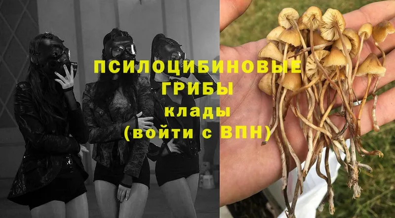 Галлюциногенные грибы Psilocybe  площадка как зайти  Белый  цены наркотик 